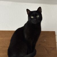 Bonnie a Bára