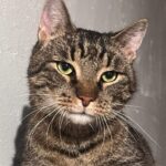čiko (2)
