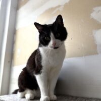 Félix