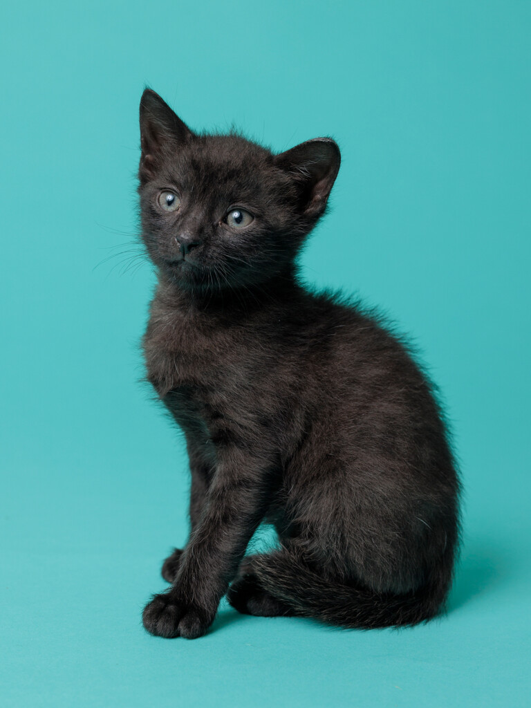 Ringo